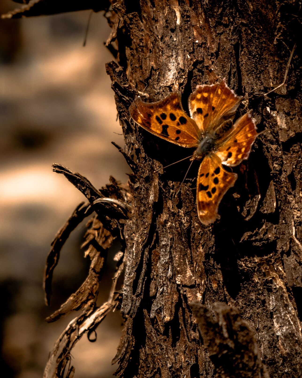 2022 Nature Adventure Photo Contest